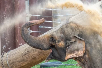 Foto op Aluminium Elephant cooling off in extreem heat © terry