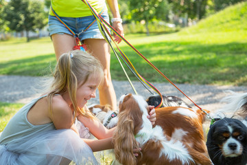 Woman walking a pack of small dogs Cavalier King Charles Spaniel in park. Professional dog walker service. little girl embraces dogs.