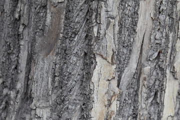 Embossed texture of the grey bark of a tree. Natural wood background