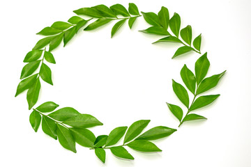 Orange jasmine leaves isolate on white background.(Murraya paniculata)