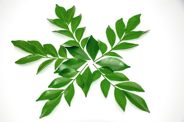 Orange jasmine leaves isolate on white background.(Murraya paniculata)