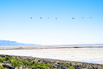 Great Salt Lake Pelicans