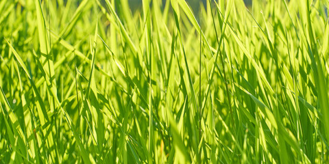 Background with lush bright green grass on a sunny summer day. Frontal view, copy space