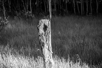 Solitary Fence Post