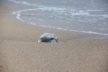 Stone on the beach washed by the wave
