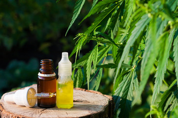 Bottle of CBD oil on cannabis background. Wellness Hemp Cannabidiol. Premium marijuana products. Medical cannabis with extract CBD. A place for copy space.  Natural soft light
