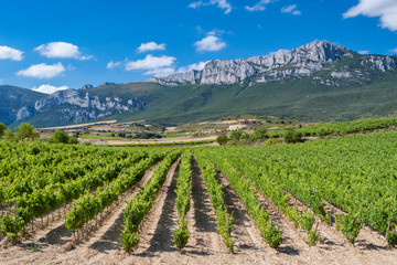 Fototapeta na wymiar Vineyards and mountains in Rioja Alavesa, Spain