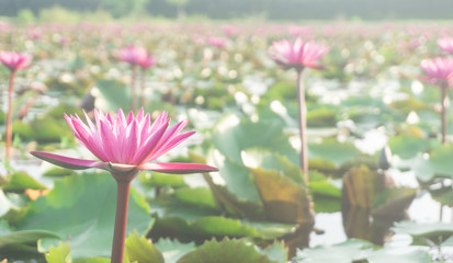 Pink lotus flowers with bokeh blooming in lotus pond,blurred green leaf background.water lily aquatic plants for worship