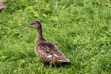 Female of mallard duck (Anas platyrhynchos) standing on a green meadow. Italy, Europe