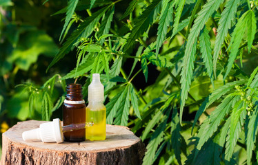 Bottle of CBD oil on cannabis background. Wellness Hemp Cannabidiol. Premium marijuana products. Medical cannabis with extract CBD. A place for copy space.  Natural soft light