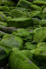 Coast West Ireland alge rocks green