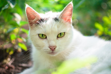 Portrait of a white cat in the grass