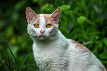 Portrait of a beautiful white cat in the grass