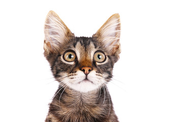 Portrait of cute tabby cat with green eyes isolated on white background. Soft fluffy purebred straight-eared short hair kitty. Copy space, close up. Adorable domestic pet concept.