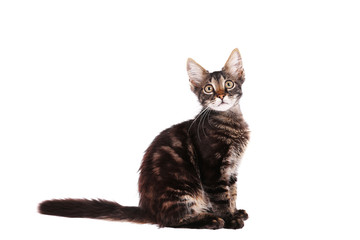 Portrait of cute tabby cat with green eyes isolated on white background. Soft fluffy purebred straight-eared short hair kitty. Copy space, close up. Adorable domestic pet concept.