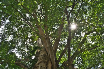 Fototapeta premium Tree crown in the Holy Monkey Forest in Ubud on Bali Indonesia