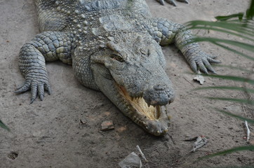 crocodile with mouth wide open in a zoo