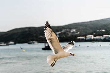 cadaqués