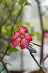 single pink indoor plant flower on green background