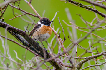 male and female stonechat on season tree branch