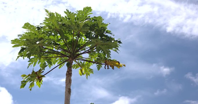 【4K】日本沖縄の青い空と自然植物パパイヤの木(The blue sky of Okinawa, Japan and the natural plant papaya tree)