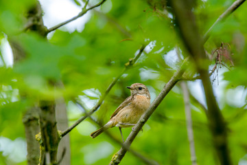male and female stonechat on season tree branch