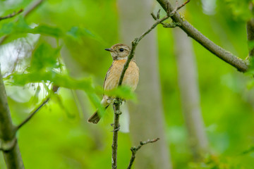 male and female stonechat on season tree branch