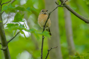 male and female stonechat on season tree branch