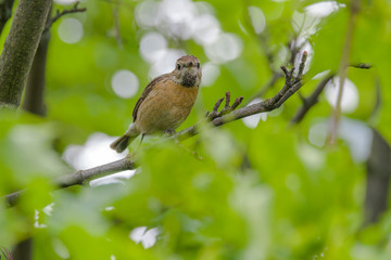 male and female stonechat on season tree branch