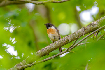 male and female stonechat on season tree branch