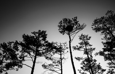 Black silhouettes of European pine trees