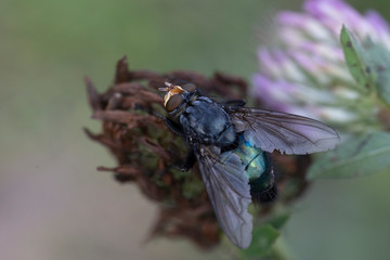 Macro photo of insect. Green fly on summer meadow. Clover.