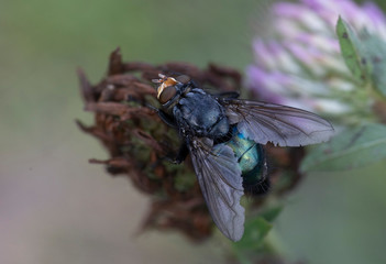 Macro photo of insect. Green fly on summer meadow. Clover.