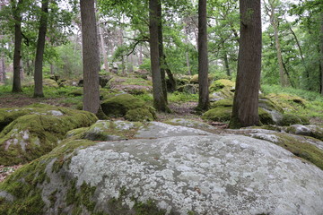 Art forest, Barbizon