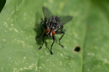 Macro photo of insect. Black fly on summer meadow.