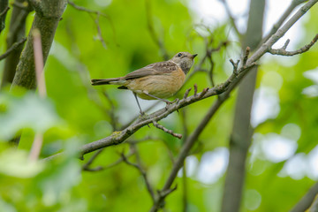 male and female stonechat on season tree branch