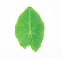 Obraz premium Caladium