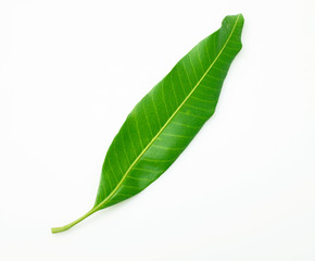 Fototapeta na wymiar Mango leaves