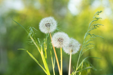 Dandelion seeds in the sunlight blowing away across a fresh green morning background