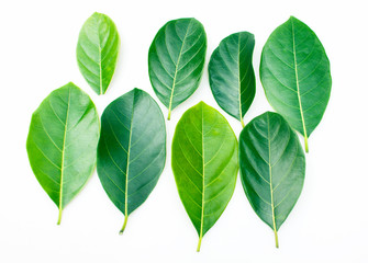 Artocarpus heterophyllus