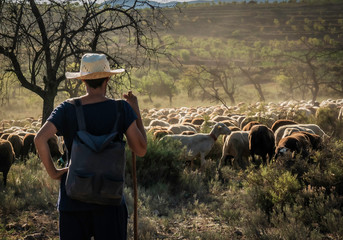 Shepherds looking for a flock of sheep during a sunny winter day in Spain with dusk - Image © JuanFrancisco