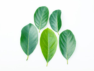 Artocarpus heterophyllus