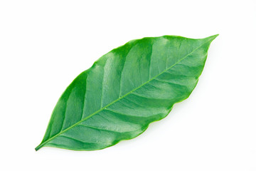 Fototapeta na wymiar Coffee leaf