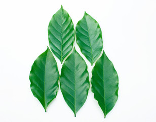 Coffee leaf