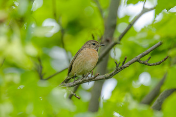 male and female stonechat on season tree branch