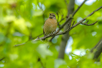 male and female stonechat on season tree branch
