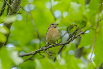male and female stonechat on season tree branch