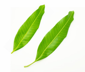 Obraz premium Mango leaves