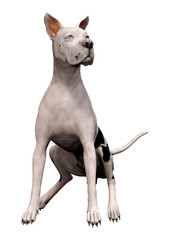 3D Rendering Grat Dane Dog on White