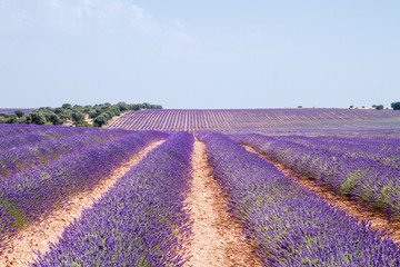 Naklejka na ściany i meble Beautiful lavender fields in La Alcarria, Spain